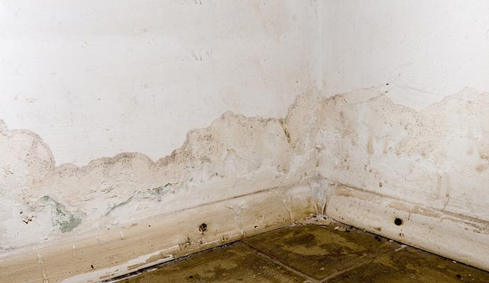 Growing mold in the room corner