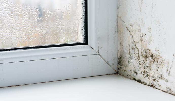 Mold damaged wall near window