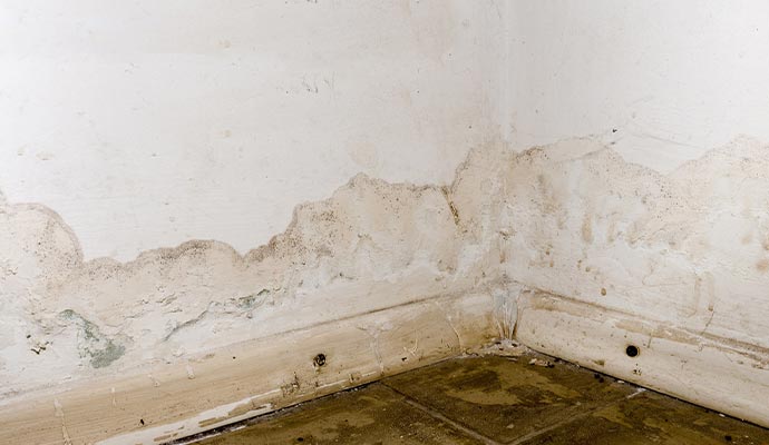Mold damaged wall