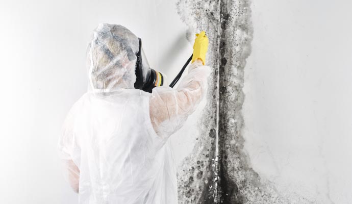 professional mold remediation