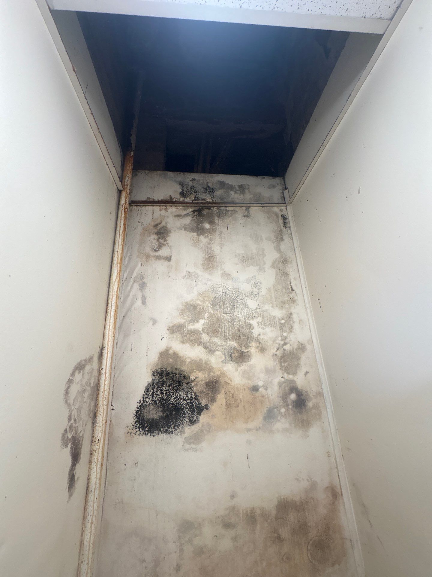Mold inspection