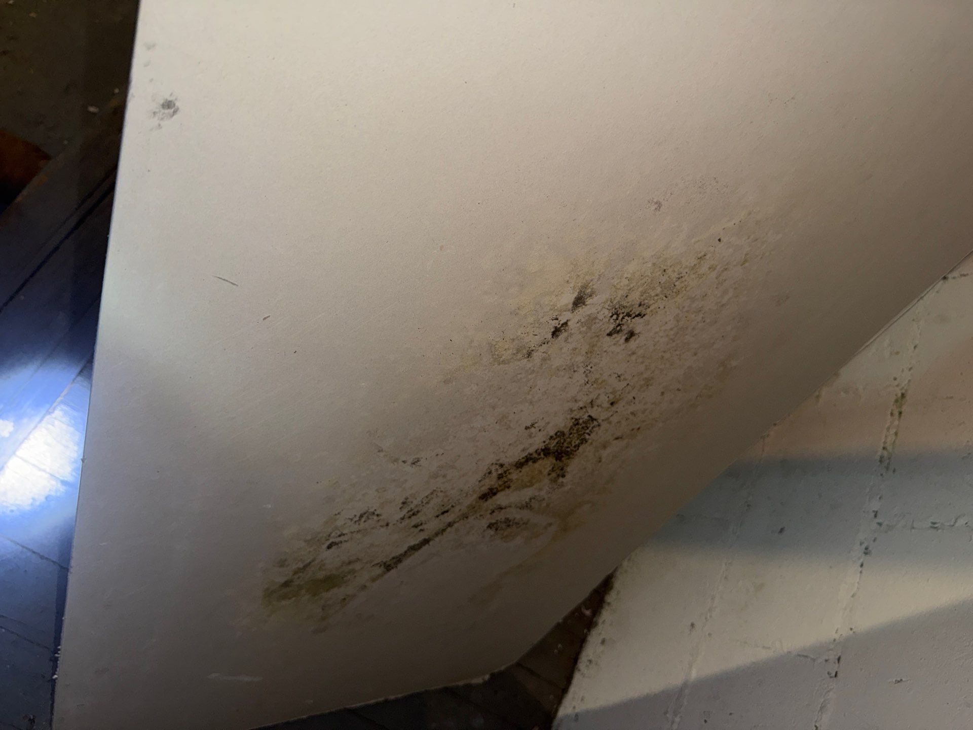 Basement mold inspection