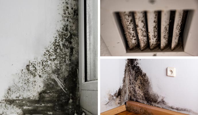 collage of different places mold