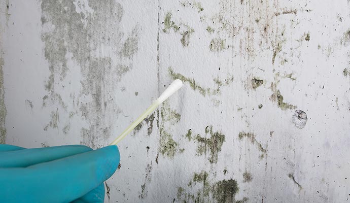 collecting mold sample