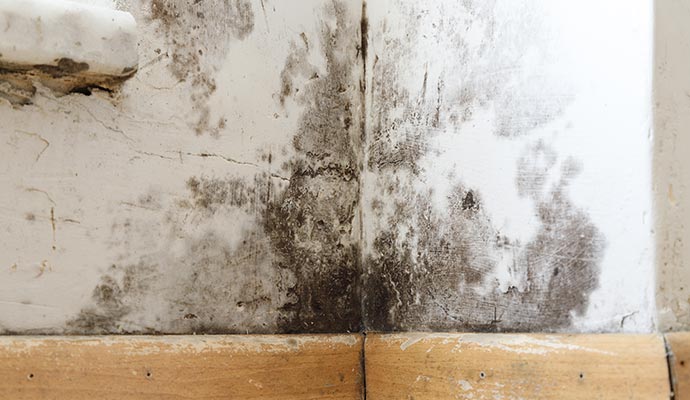 mold on bathroom wall