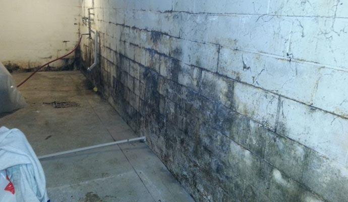 moldy basement wall