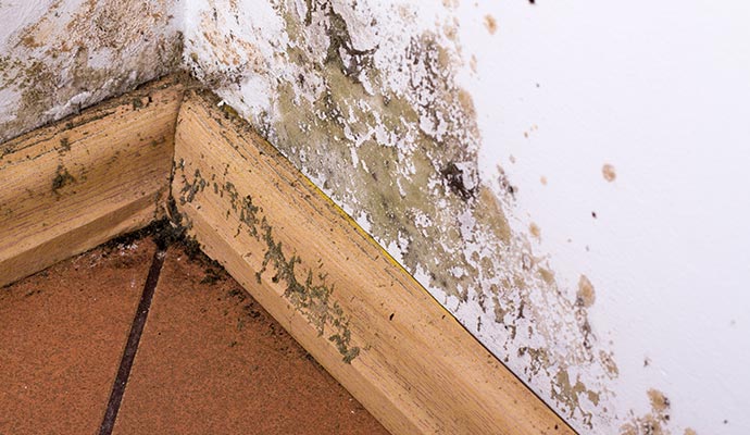moldy bathroom corner